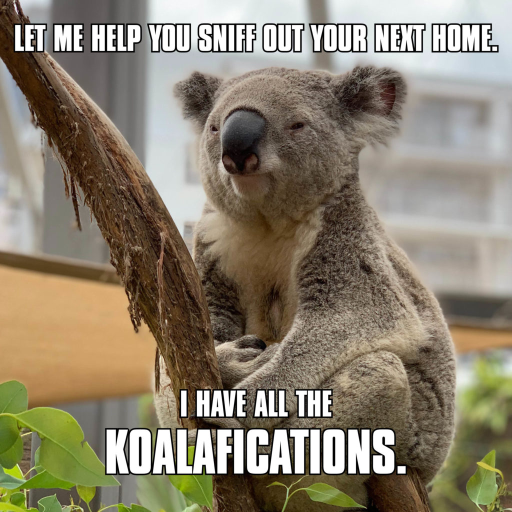 Koalafications - Social Images